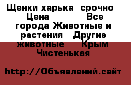 Щенки харька! срочно. › Цена ­ 5 000 - Все города Животные и растения » Другие животные   . Крым,Чистенькая